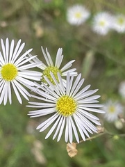 Erigeron annuus