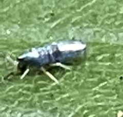 Lepidocyrtus paradoxus