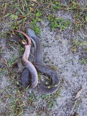 Heterodon platirhinos