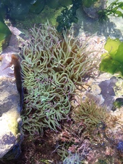 Anemonia viridis