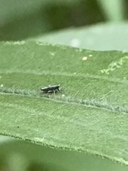 Lepidocyrtus paradoxus