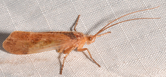 Limnephilus indivisus
