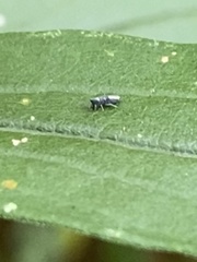 Lepidocyrtus paradoxus