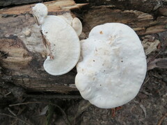 Trametes suaveolens
