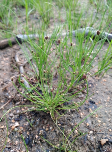 Image of Eleocharis ovata by no rights reserved
