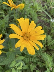 Heliopsis