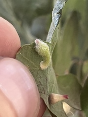 Atrusca clavuloides