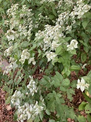 Pycnanthemum muticum