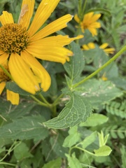 Heliopsis