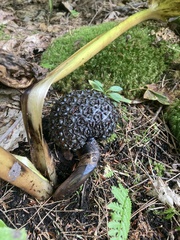 Symplocarpus foetidus