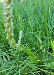 Platanthera dilatata