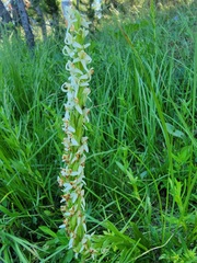 Platanthera dilatata