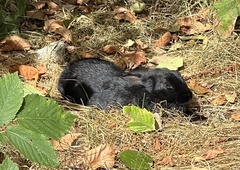 Oryctolagus cuniculus domesticus