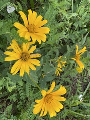 Heliopsis