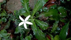 Hippobroma longiflora
