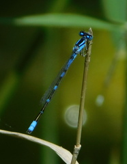 Enallagma praevarum