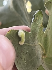 Atrusca clavuloides