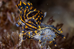 Polycera atra