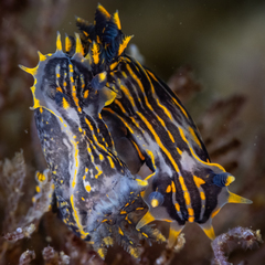 Polycera atra