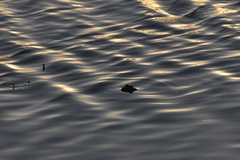 Lithobates catesbeianus