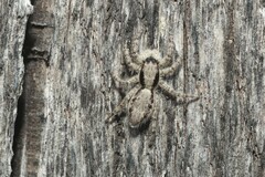Menemerus taeniatus