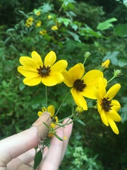 Coreopsis tripteris