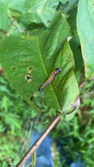 Omphalocera munroei