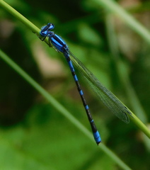 Enallagma praevarum