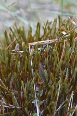 Polytrichum strictum
