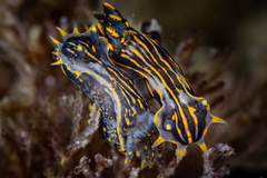 Polycera atra