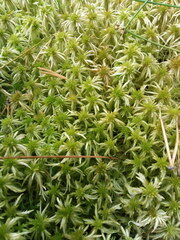 Sphagnum riparium