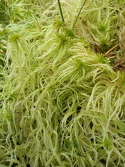 Sphagnum riparium