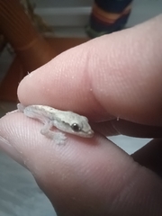 Lepidodactylus lugubris