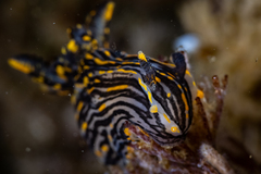 Polycera atra