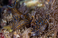 Polycera atra