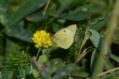 Colias hyale