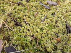 Sphagnum angustifolium