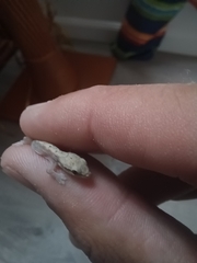 Lepidodactylus lugubris