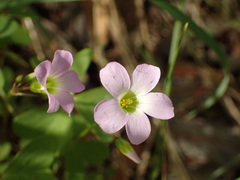 Oxalis metcalfei