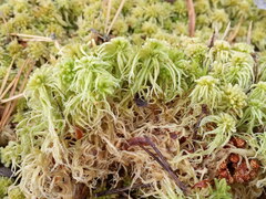 Sphagnum angustifolium