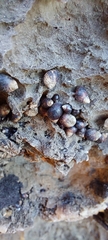 Melarhaphe neritoides