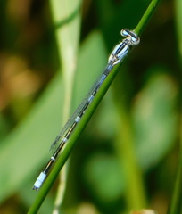Enallagma praevarum