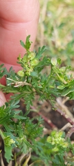 Lepidium bipinnatifidum