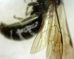 Lasioglossum coriaceum