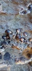 Melarhaphe neritoides