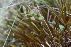 Polytrichum strictum