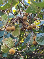 Actinidia