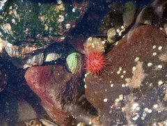Actinia equina