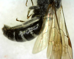 Lasioglossum coriaceum