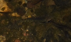 Cobitis paludica